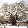 Cemetery Oak