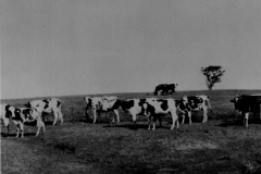 Holstein cattle grazing
