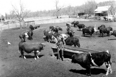 W.C. Kingsley & cattle in cattle yard