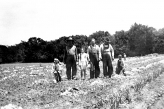 Wynne Family Onion Field