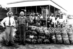 Onions packaged for shipment