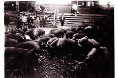 Hog shipping pen