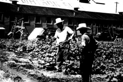 Watson Seed Company