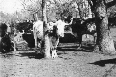 Longhorn cattle