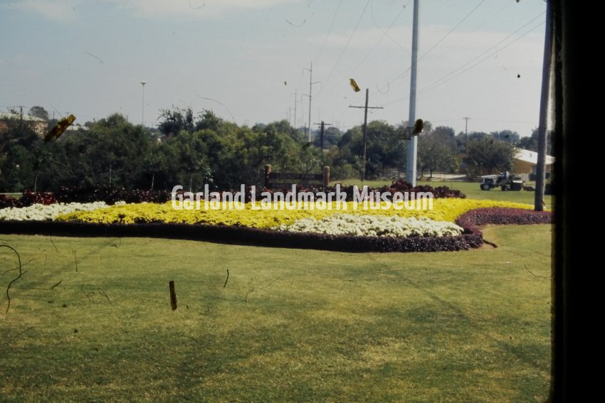 Flowerbed with Mums and reddish purple plants around them - Lou Huff Park