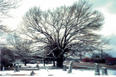 Cemetery Oak in snow