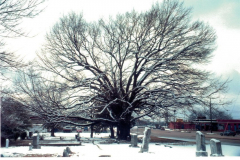 Cemetery Oak in snow