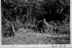 Bushes washed up from flood  13 June 1949