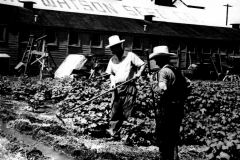 Watson Seed Company