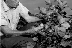 Walter Watson of Ferris Watson Seed Company with cotton plant