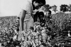 Picking Cotton