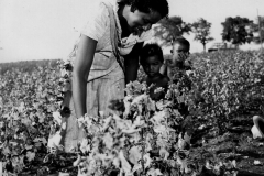 Picking Cotton