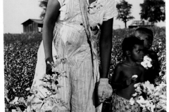 Picking Cotton