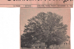 Old Tree in Garland Cemetery (No longer there) 1966