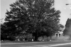 Old Tree in Garland Cemetery (No longer there) 1966
