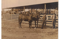 Postcard - J.B. Pace Horse & Mule Barn very early 1900's