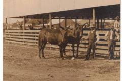 Postcard - J.B. Pace Horse & Mule Barn very early 1900's