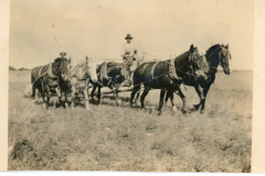 Sarver with mules