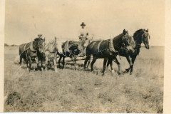 Sarver with mules