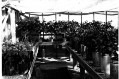 City Greenhouse plants, circa 1969-1971