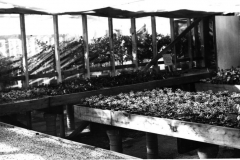 City Greenhouse plants, circa 1969-1971