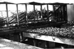 City Greenhouse plants, circa 1969-1971