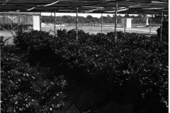 City Greenhouse plants, circa 1969-1971