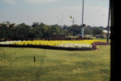 Flowerbed with Mums and reddish purple plants around them - Lou Huff Park