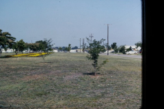 Small trees and mimosas at J.H. Cullom Park, 1310 Travis Street and Garland Avenue June 1969.