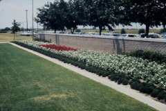 Summer color at Holford Park - Periwinkles. July 1971