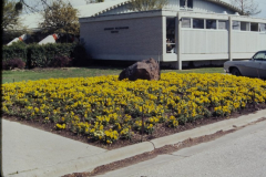 Granger Recreation Center flowerbeds and boulder March 1976