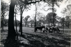 One Eleven Ranch Park, Firewheel Golf Course