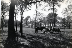 One Eleven Ranch Park, Firewheel Golf Course