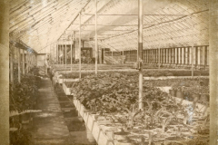 Original Greenhouse located where Rowlett Creek Treatment Plant now stands.