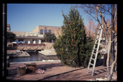 Park staff preparing the City Christmas tree