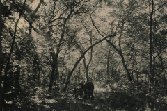 Spring Creek Forest Preserve