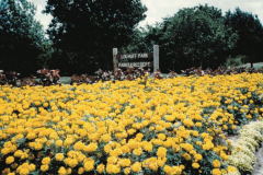 Flower bed, Lou Huff Park