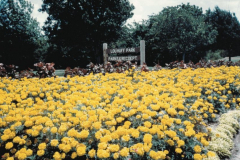 Flower bed, Lou Huff Park