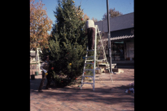 Park staff preparing the City Christmas tree