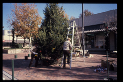 Park staff preparing the City Christmas tree