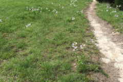 Spring Creek Forest Preserve