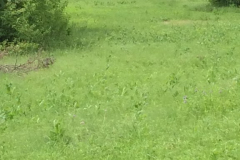 Spring Creek Forest Preserve