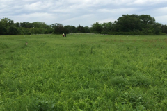 Spring Creek Forest Preserve